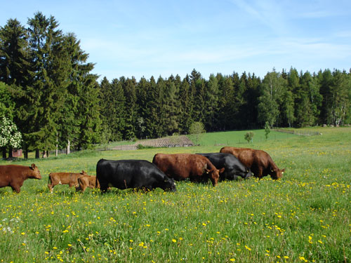 Unsere Angus-Rinder