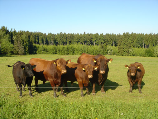 Unsere Angus-Rinder
